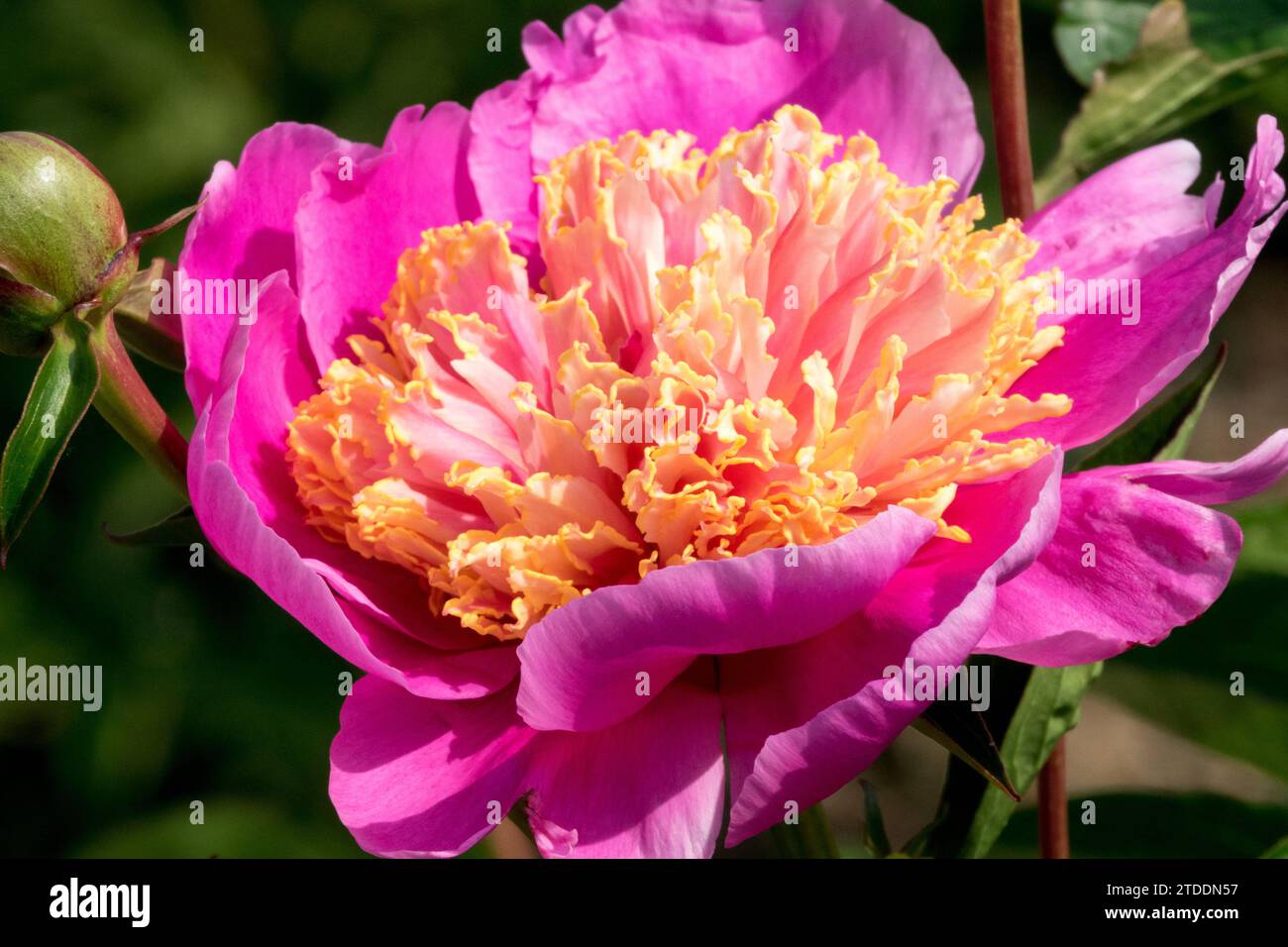 Fiore di peonia, Peonia, Peonia, fiore rosa, fiore di peonia lactiflora "Neon" Foto Stock