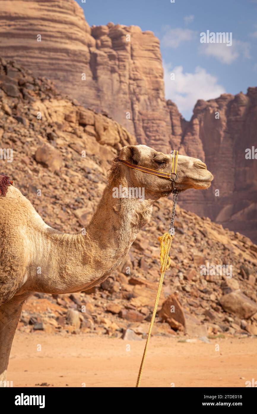 Cammello che indossa un'imbracatura, nel deserto del Wadi Rum, in Giordania Foto Stock