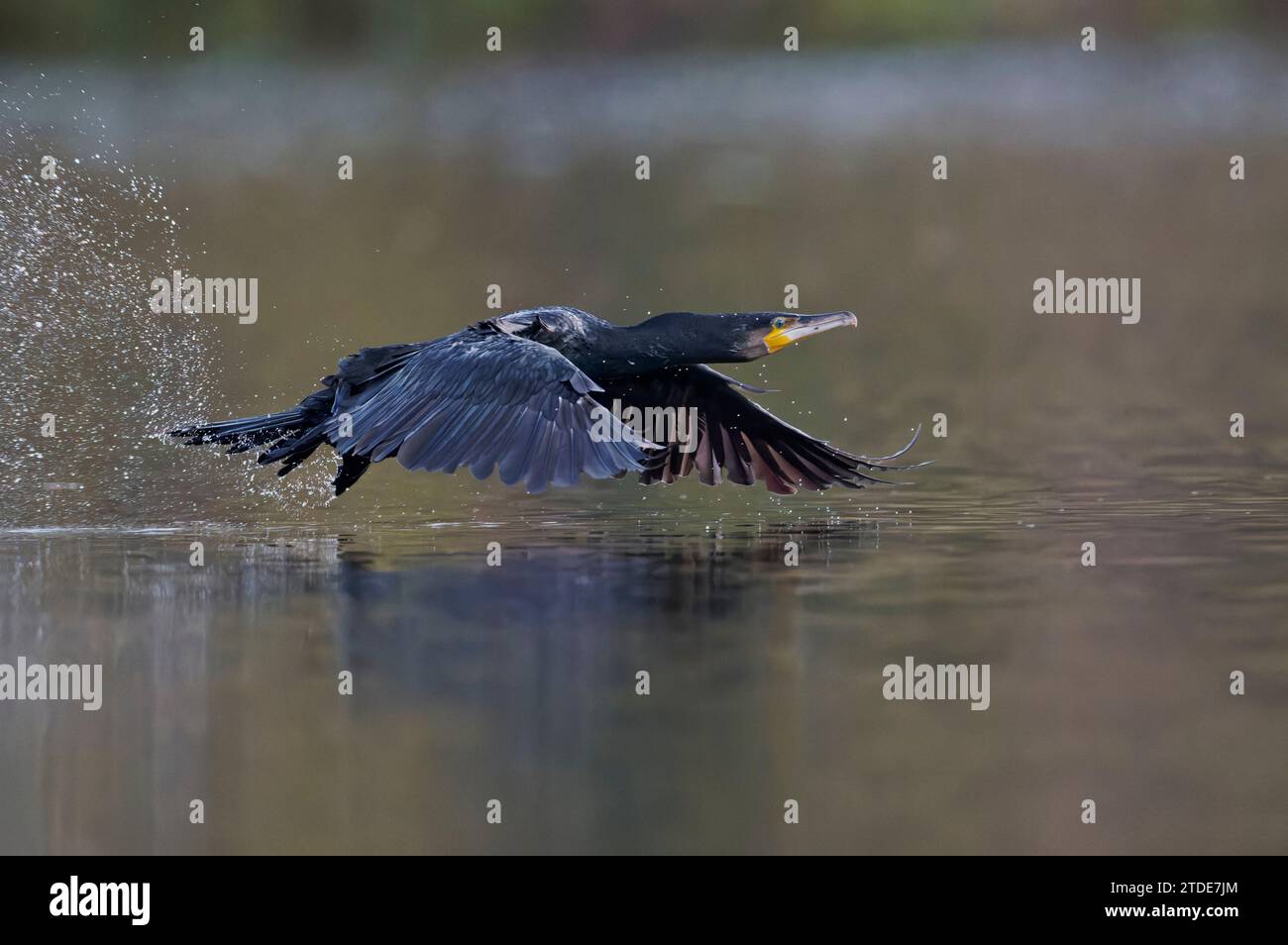 Kormoran, Phalacrocorax carbo, grande cormorano nero Foto Stock