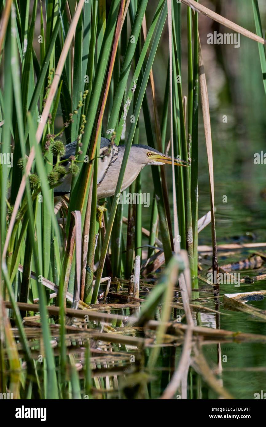 Zwergdommel ,Ixobrychus minutus, tarabusino Foto Stock