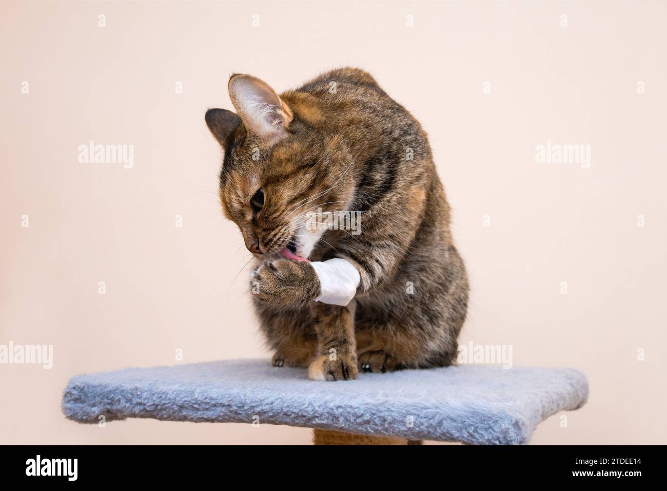 Gatto seduto su un morbido supporto per gatti lecca una zampa bendata Foto Stock