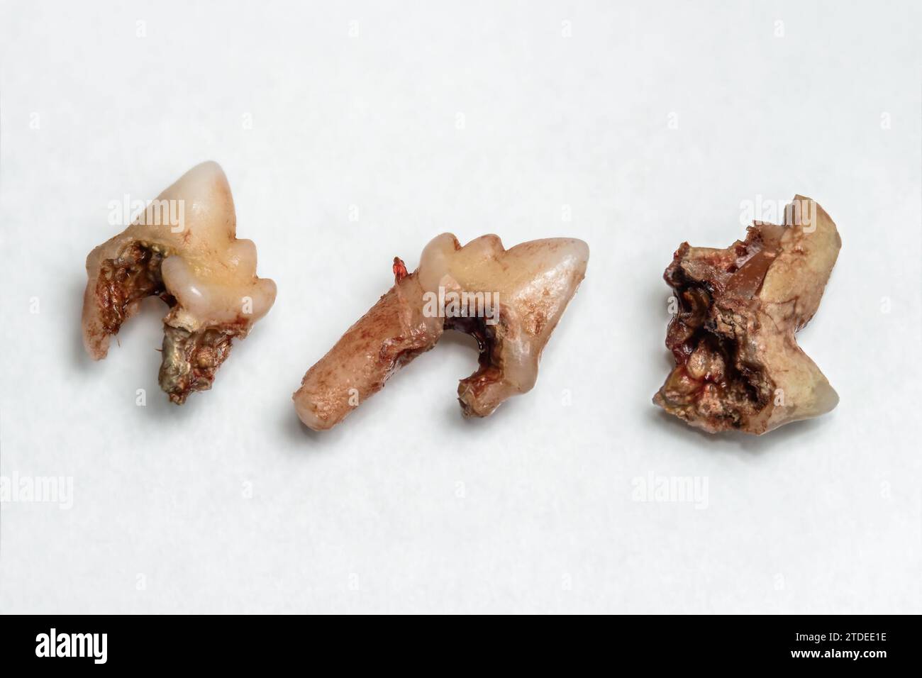 Denti di gatto malati con radici marcio e tartaro (calcolo dentale) rimossi da un dentista veterinario. Vista dall'alto Foto Stock