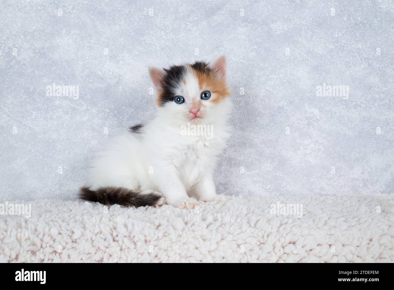 Piccolo gattino maculato a guscio di tartaruga. Un gattino curioso. Foto Stock