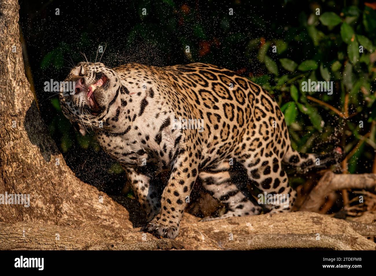 jaguar donna si scuote dall'acqua BRASILE le immagini COMICHE di due cuccioli di jaguar che si divertono a giocare e che scuotono l'acqua da sola sono state catturate in Foto Stock
