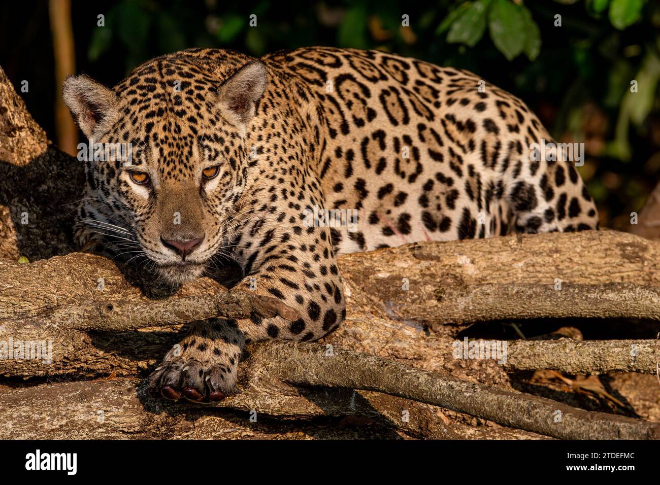 Apex Predator, Jaguar BRASILE, sono state scattate foto COMICHE di due cuccioli di jaguar che si divertono a combattere e che si scuotono l'acqua Foto Stock