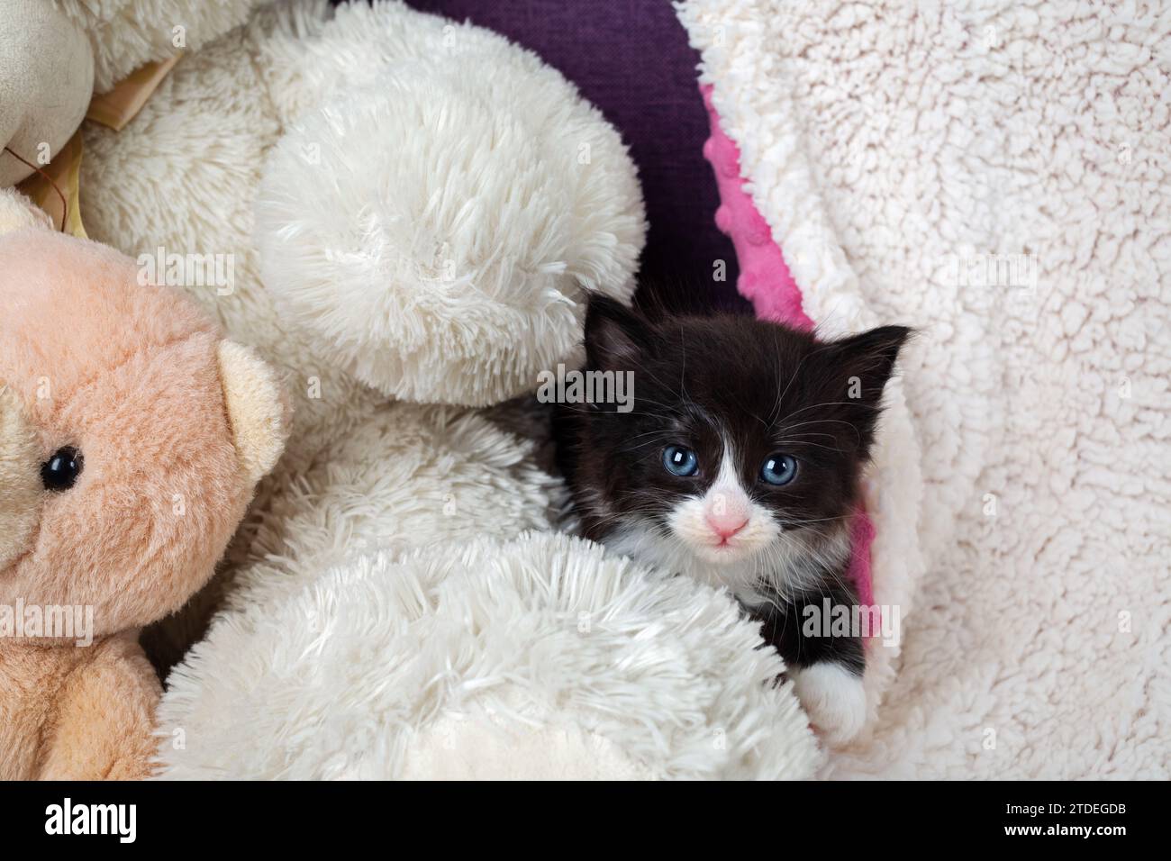 Piccolo gattino bianco e nero tra i peluche giocattoli. Foto Stock
