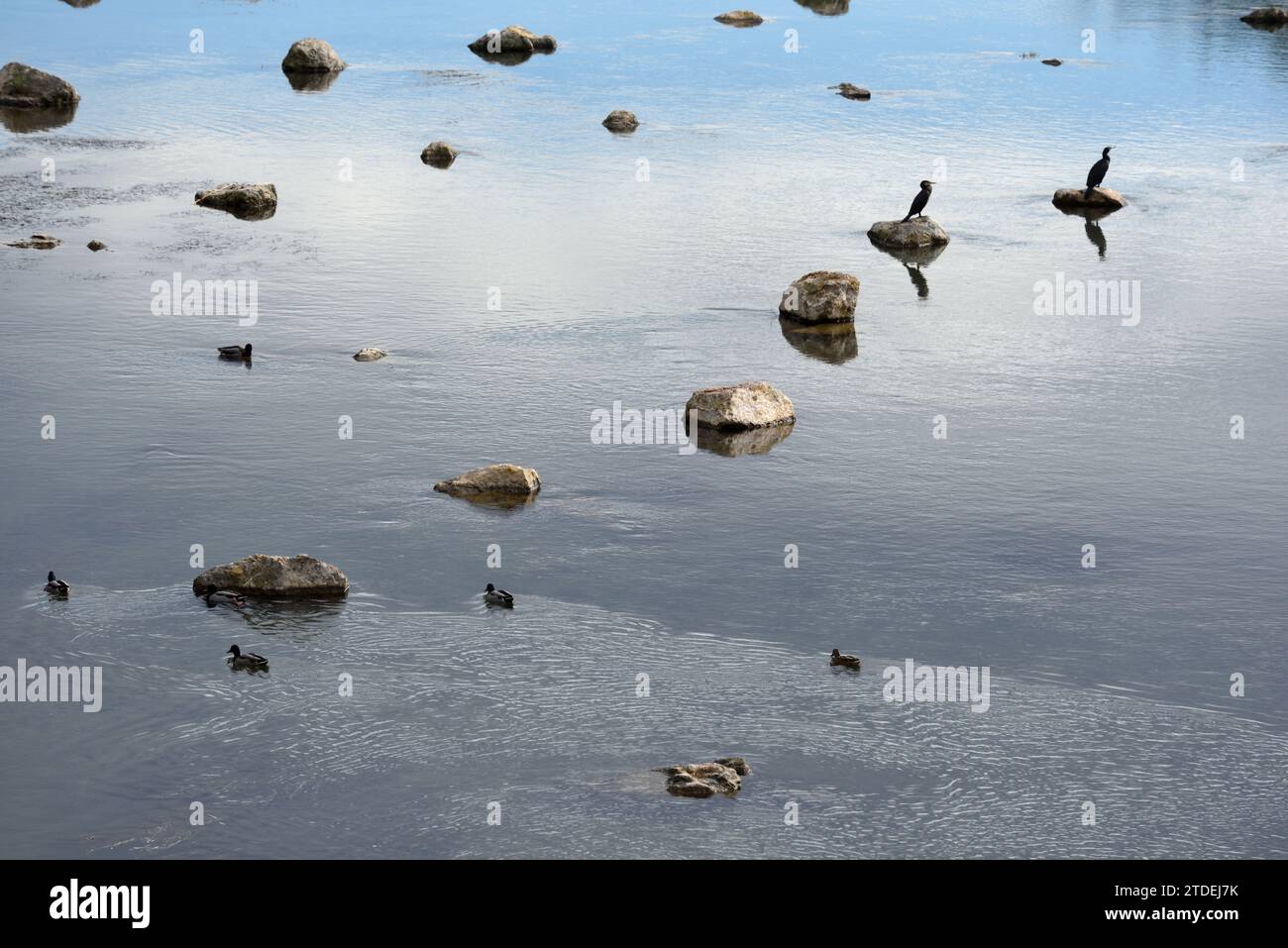 Coppia o coppia di grandi cormorani, Phalacrocorax carbo, arroccati su Boulders nel fiume Verdon a Vinon-sur-Verdon Var Provence Francia Foto Stock