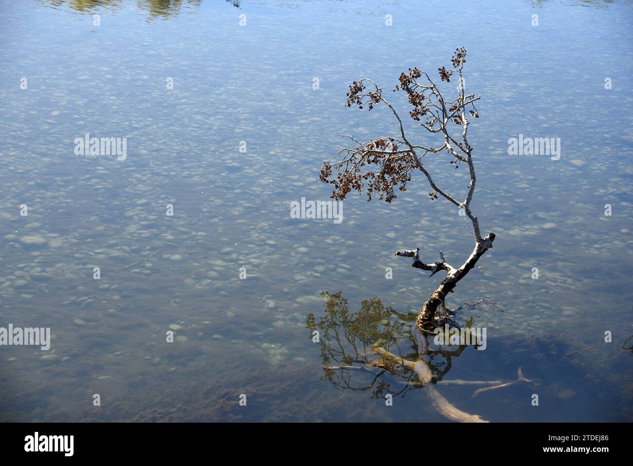 Young Willow Tree sommerso che cresce nel fiume Verdon a Vinon-sur-Verdon Foto Stock