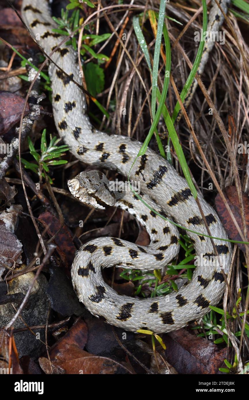 Viper, ASP, ASP Viper, European ASP o aspic Viper, Vipera aspis, Snake o Serpent in Grass Foto Stock