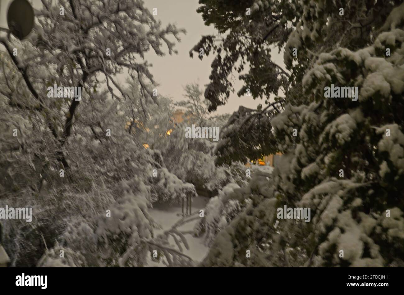 Tempesta di neve con forte vento, nevicate e foglie ancora intatte sugli alberi, Sofia, Bulgaria Foto Stock