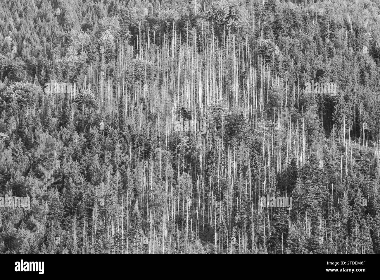 Foresta di conifere su una collina rocciosa di montagna nel Parco Nazionale di Tatra Foto Stock