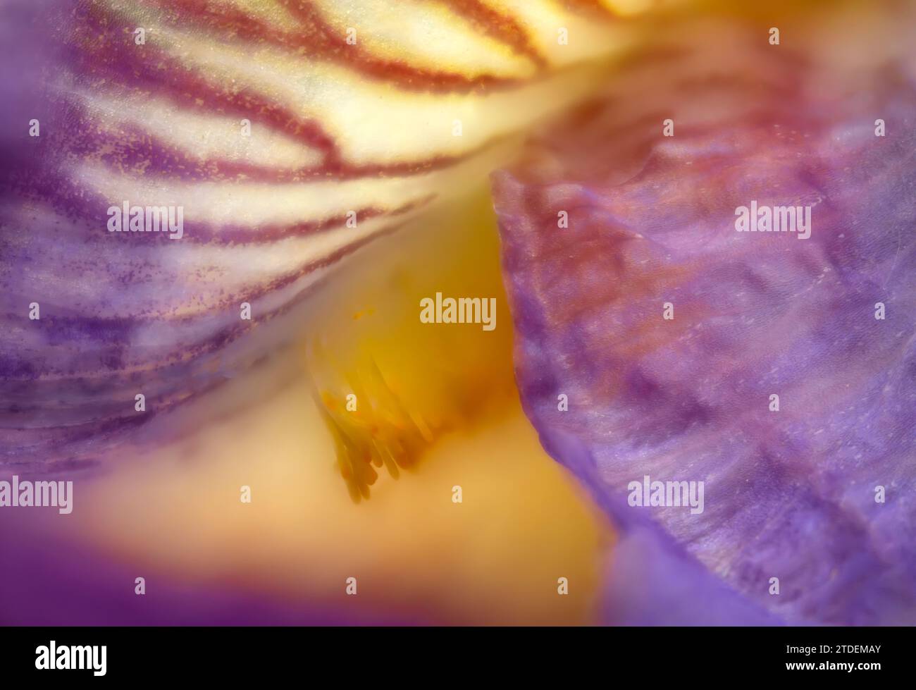 Dettaglio ravvicinato del fiore di Iris barbuto. Foto Stock