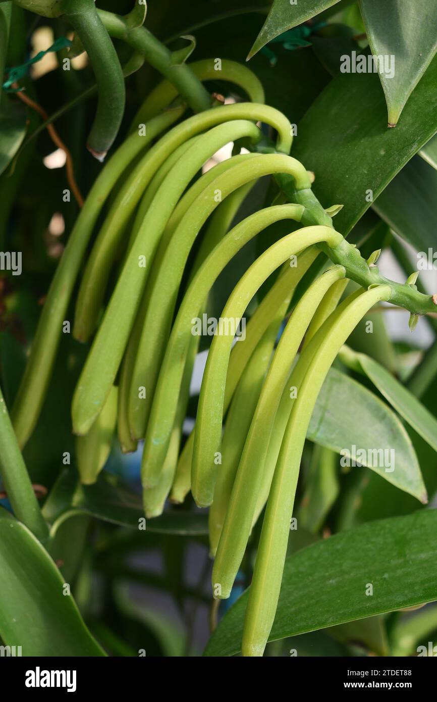 Piante di Vanilla Pod sullo sfondo della natura. Foto Stock