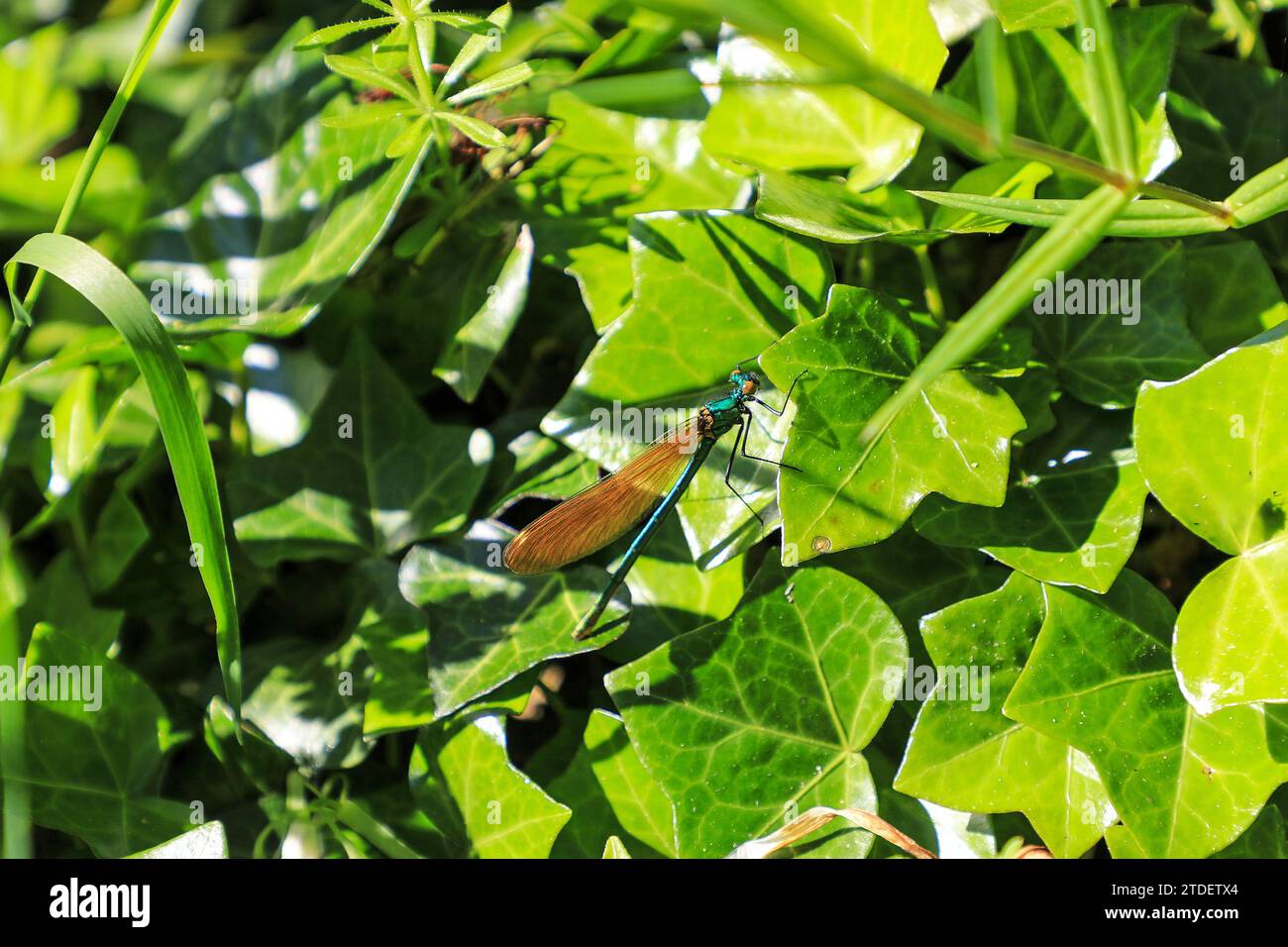 Una damselfly femminile ad ali larghe, (Calopteryx virgo) demoiselle, o gioielleria libellula, Inghilterra, Regno Unito Foto Stock