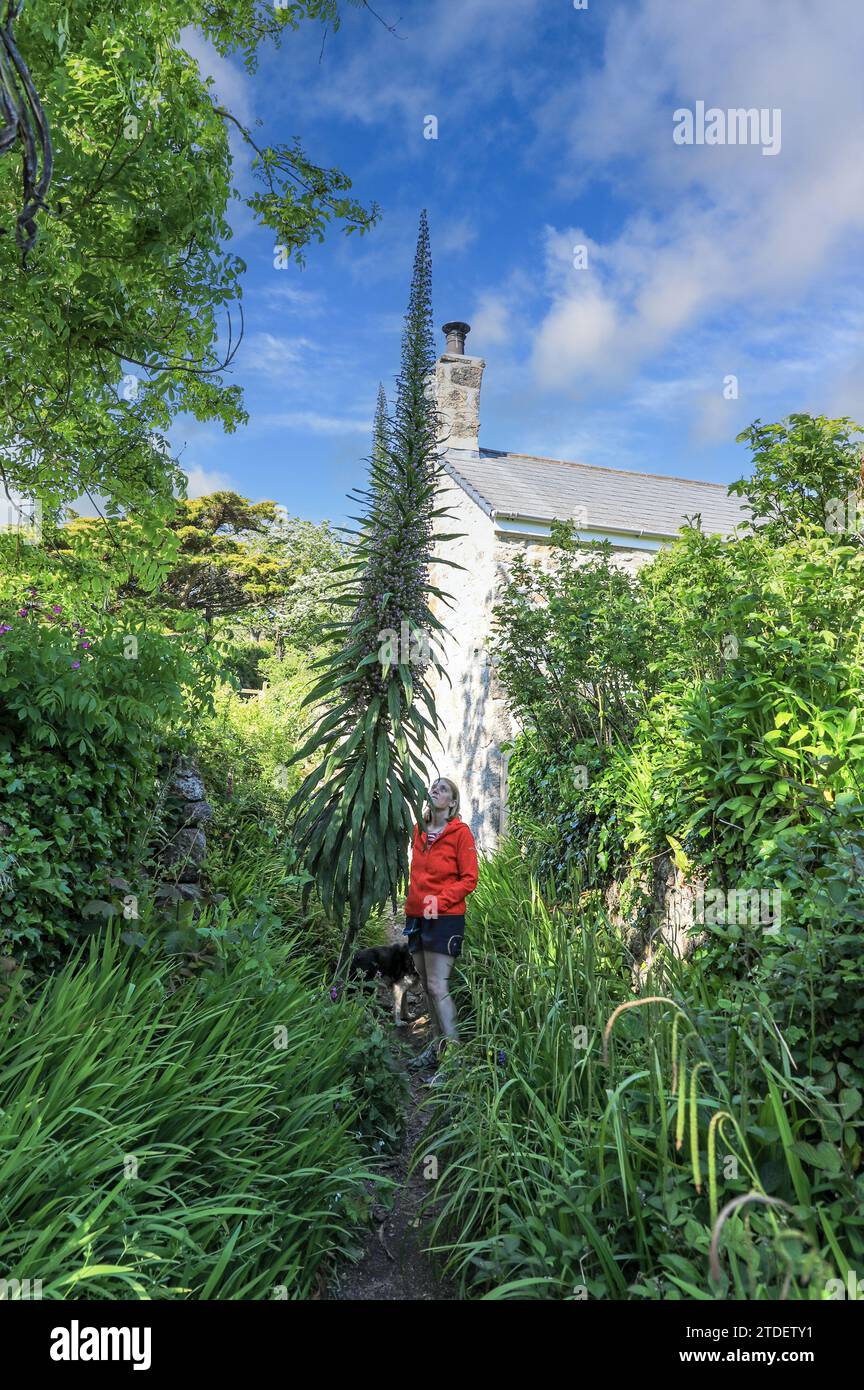 Una donna in piedi accanto a un Tree Echium (Echium pininana) o Giant Viper's Bugloss, Cornovaglia, Inghilterra, Regno Unito Foto Stock