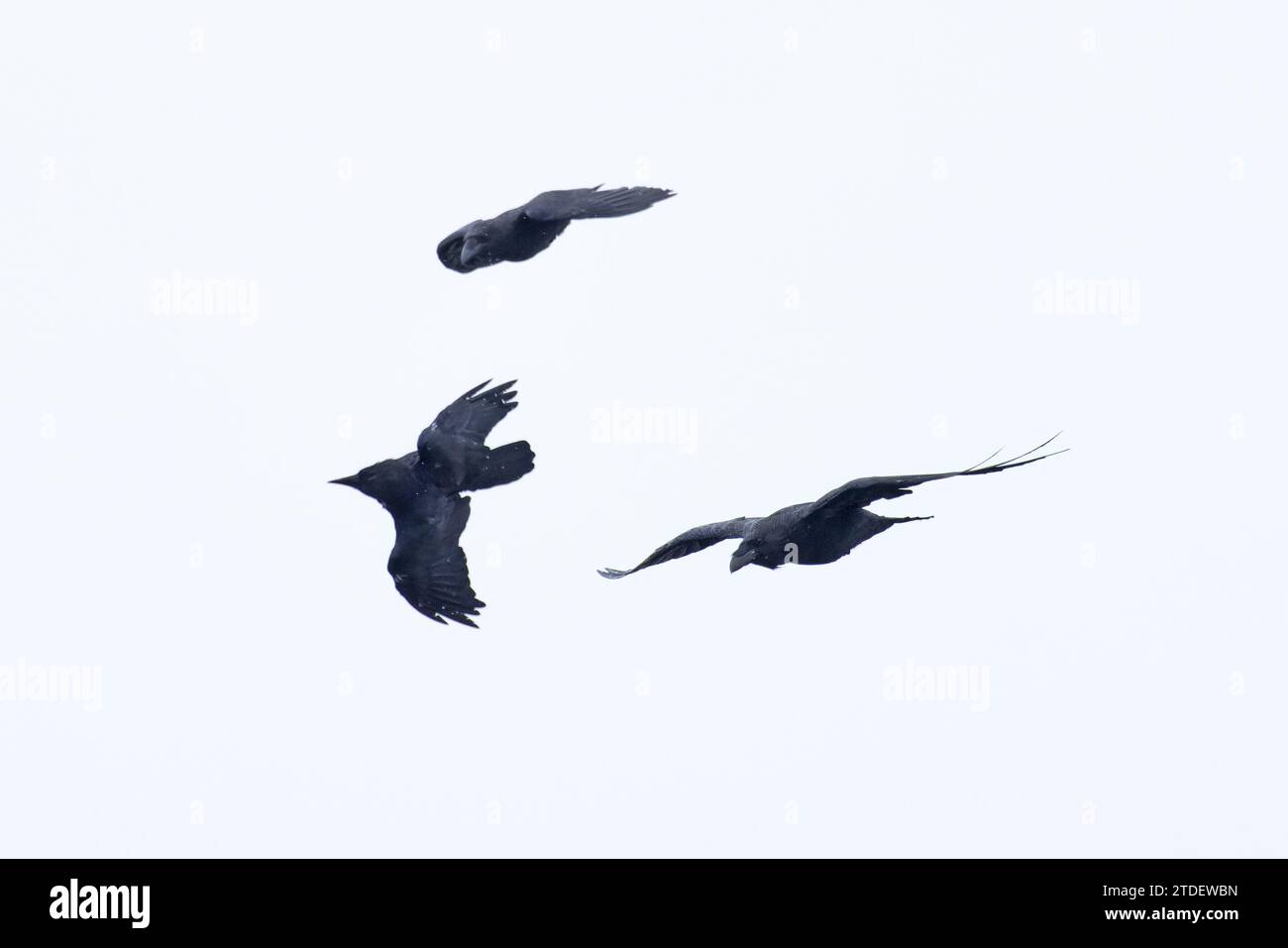 Northern Raven (Corvus corax) tre volanti, uno rotolante Cornovaglia agosto 2023 Foto Stock