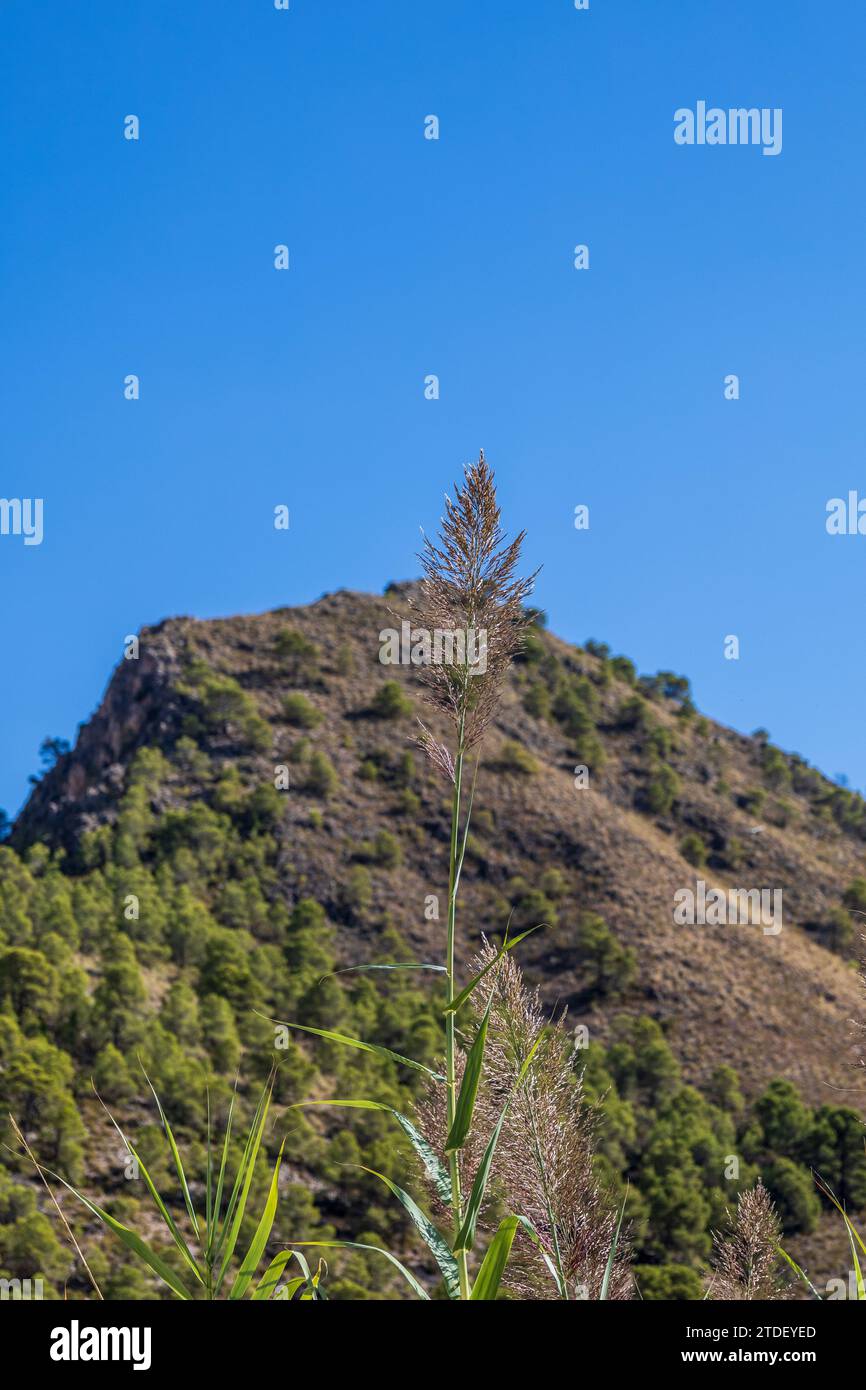 Arundo donax in fiore con sfondo montano, Andalucía Spagna Foto Stock