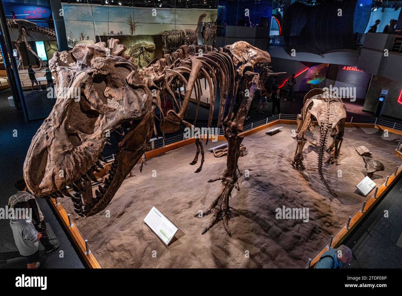 Mostre sui dinosauri, Royal Tyrrell Museum, Drumheller, Alberta, Canada, nord America Foto Stock