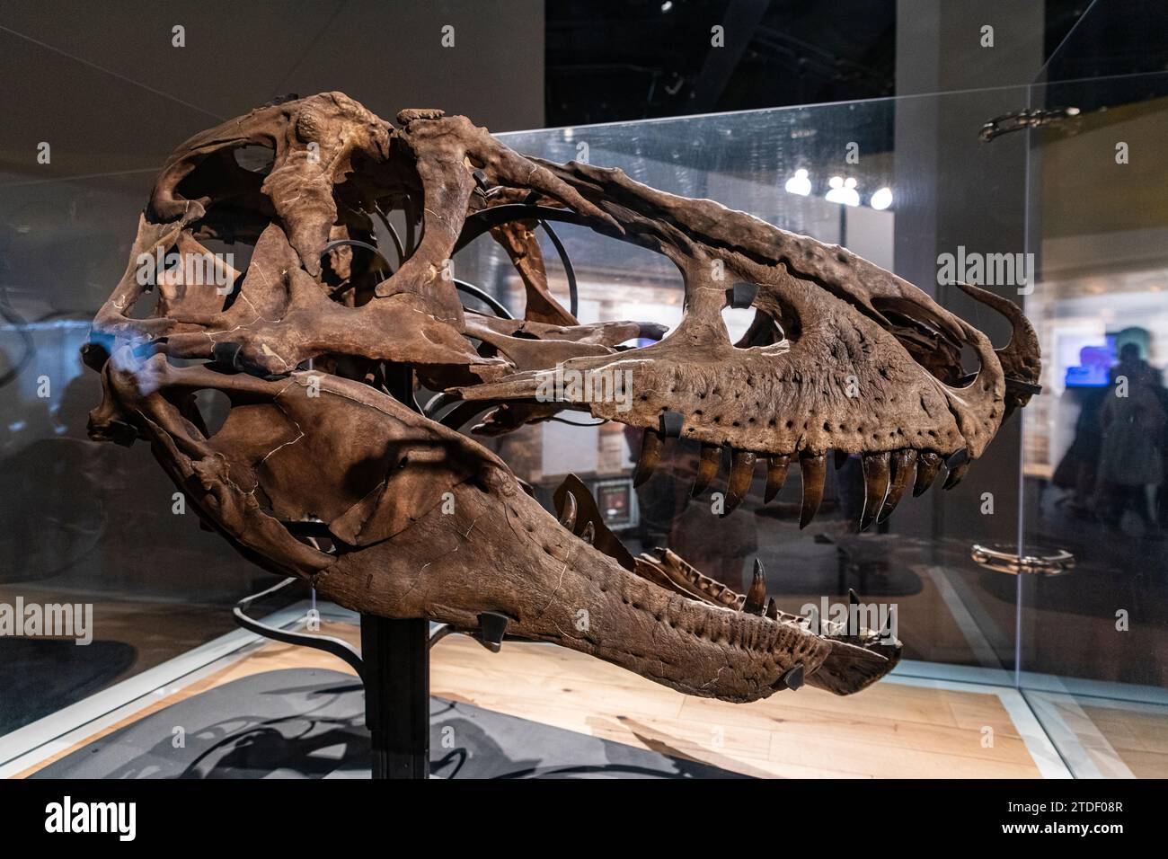 Mostre sui dinosauri, Royal Tyrrell Museum, Drumheller, Alberta, Canada, nord America Foto Stock