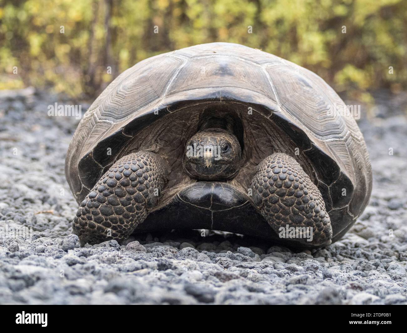 Tartaruga gigante selvatica delle Galapagos (Chelonoidis spp), trovata nella baia di Urbina, nell'isola di Isabela, nelle isole Galapagos, sito patrimonio dell'umanità dell'UNESCO, in Ecuador Foto Stock