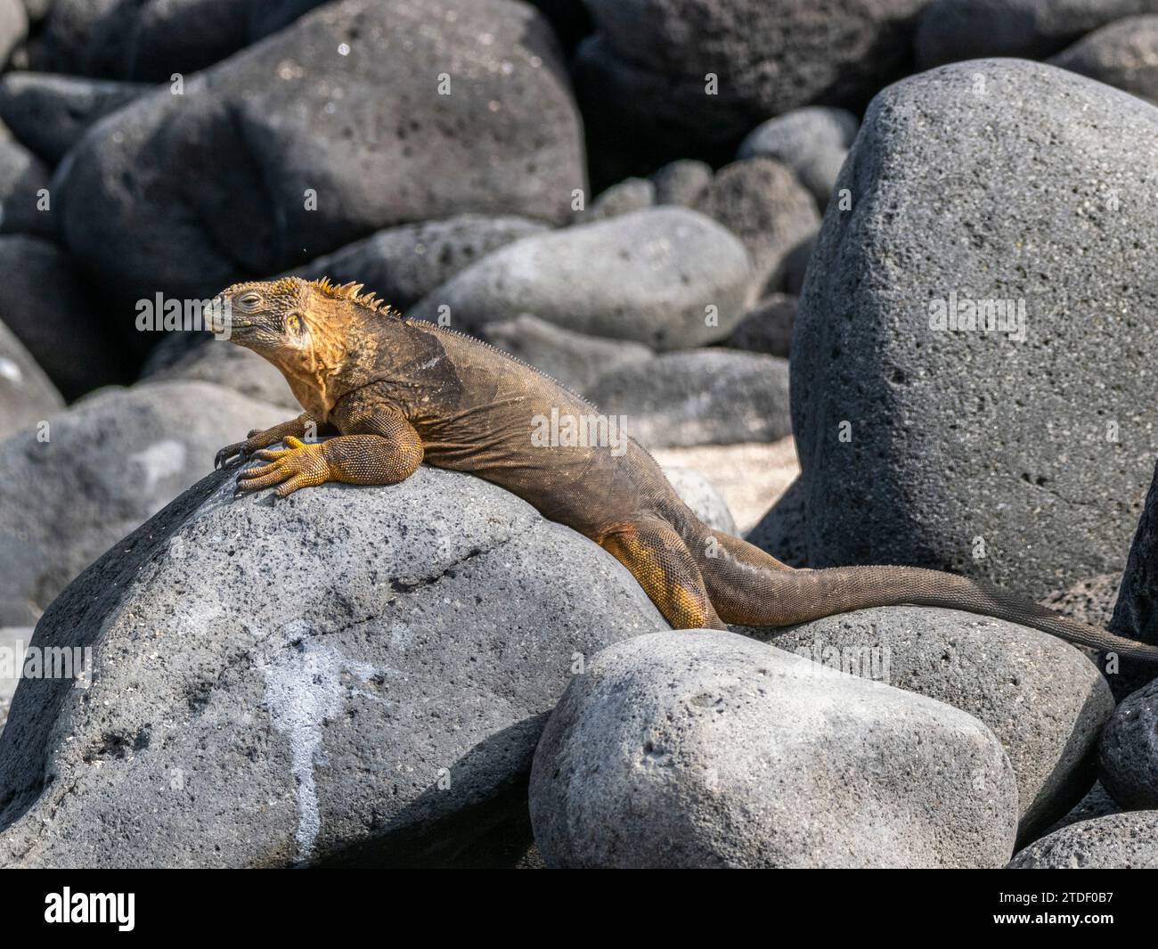 Un'iguana di terra delle Galapagos per adulti (subcristatus di Conolophus), che si crogiola sull'isola di North Seymour, sulle isole Galapagos, sito patrimonio dell'umanità dell'UNESCO, in Ecuador Foto Stock