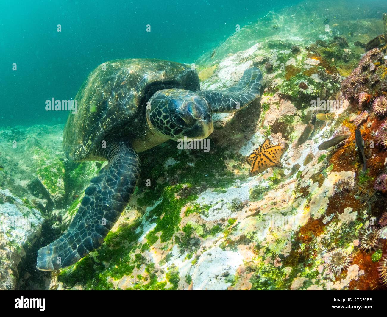 Tartaruga marina verde (Chelonia mydas) per adulti, da mangiare vicino a Buccaneer Cove, Isola di Santiago, Isole Galapagos, sito patrimonio dell'umanità dell'UNESCO, Ecuador Foto Stock