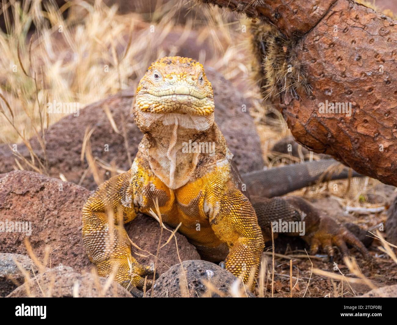 Un'iguana di terra delle Galapagos per adulti (subcristatus di Conolophus), che si crogiola sull'isola di North Seymour, sulle isole Galapagos, sito patrimonio dell'umanità dell'UNESCO, in Ecuador Foto Stock