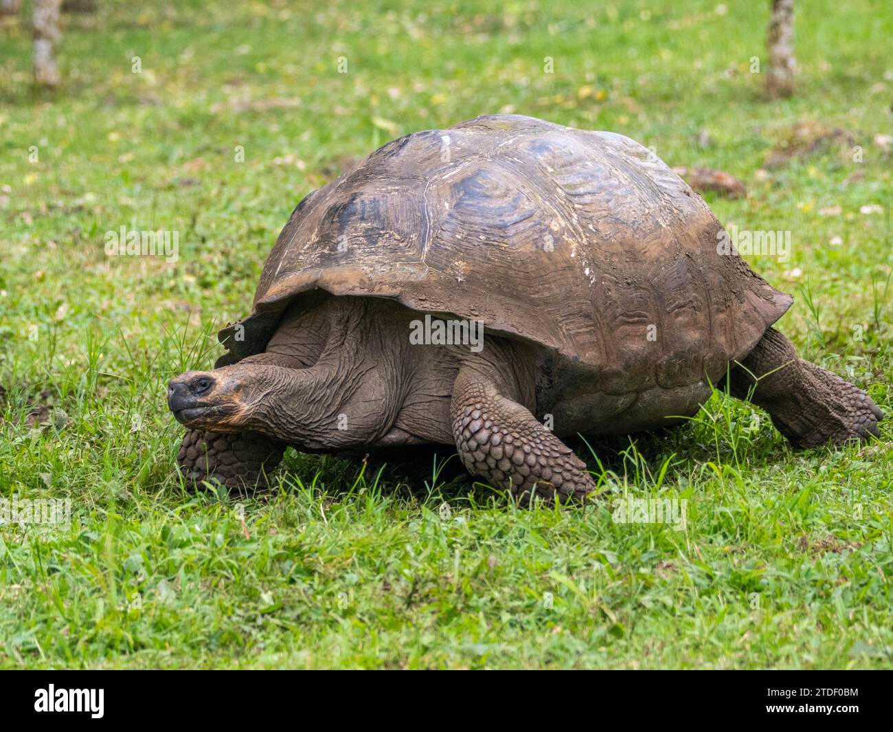 Tartaruga gigante selvatica delle Galapagos (Chelonoidis spp), trovata a Rancho Manzanillo, Isola di Santa Cruz, Isole Galapagos, sito patrimonio dell'umanità dell'UNESCO, Ecuador Foto Stock