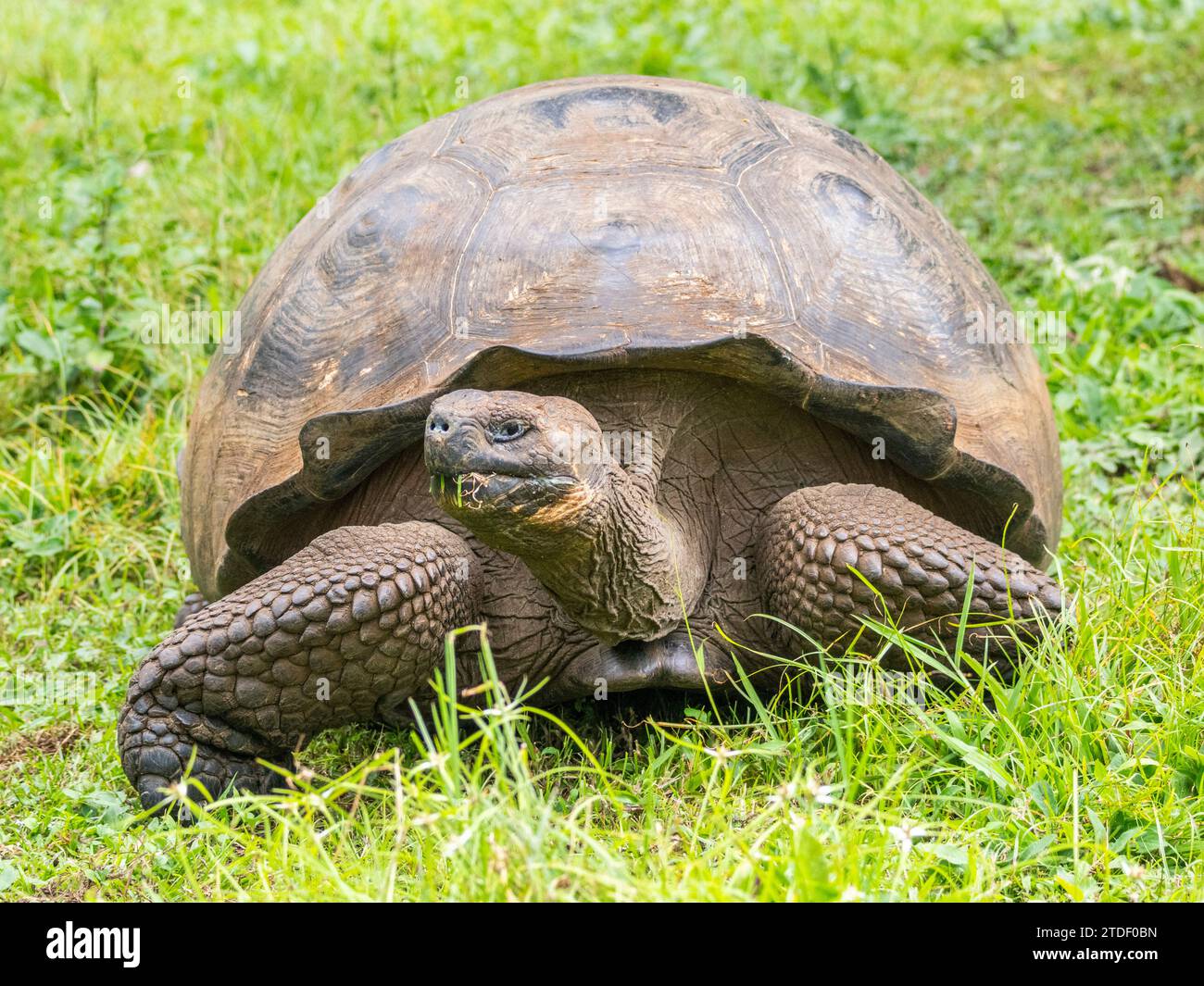 Tartaruga gigante selvatica delle Galapagos (Chelonoidis spp), trovata a Rancho Manzanillo, Isola di Santa Cruz, Isole Galapagos, sito patrimonio dell'umanità dell'UNESCO, Ecuador Foto Stock