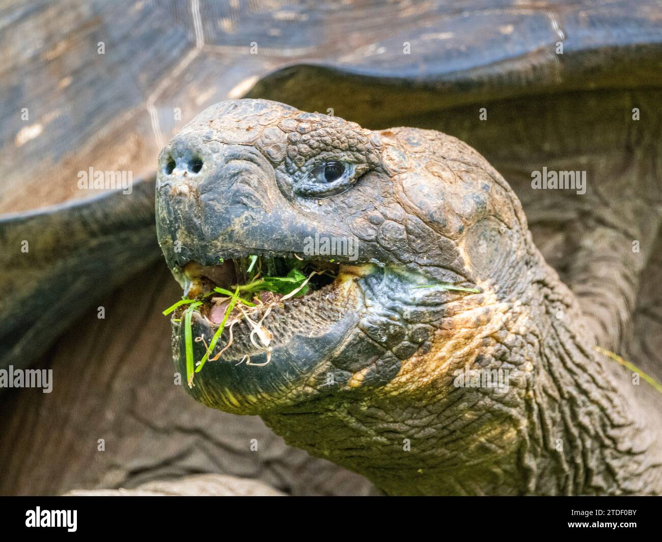 Tartaruga gigante selvatica delle Galapagos (Chelonoidis spp), trovata a Rancho Manzanillo, Isola di Santa Cruz, Isole Galapagos, sito patrimonio dell'umanità dell'UNESCO, Ecuador Foto Stock