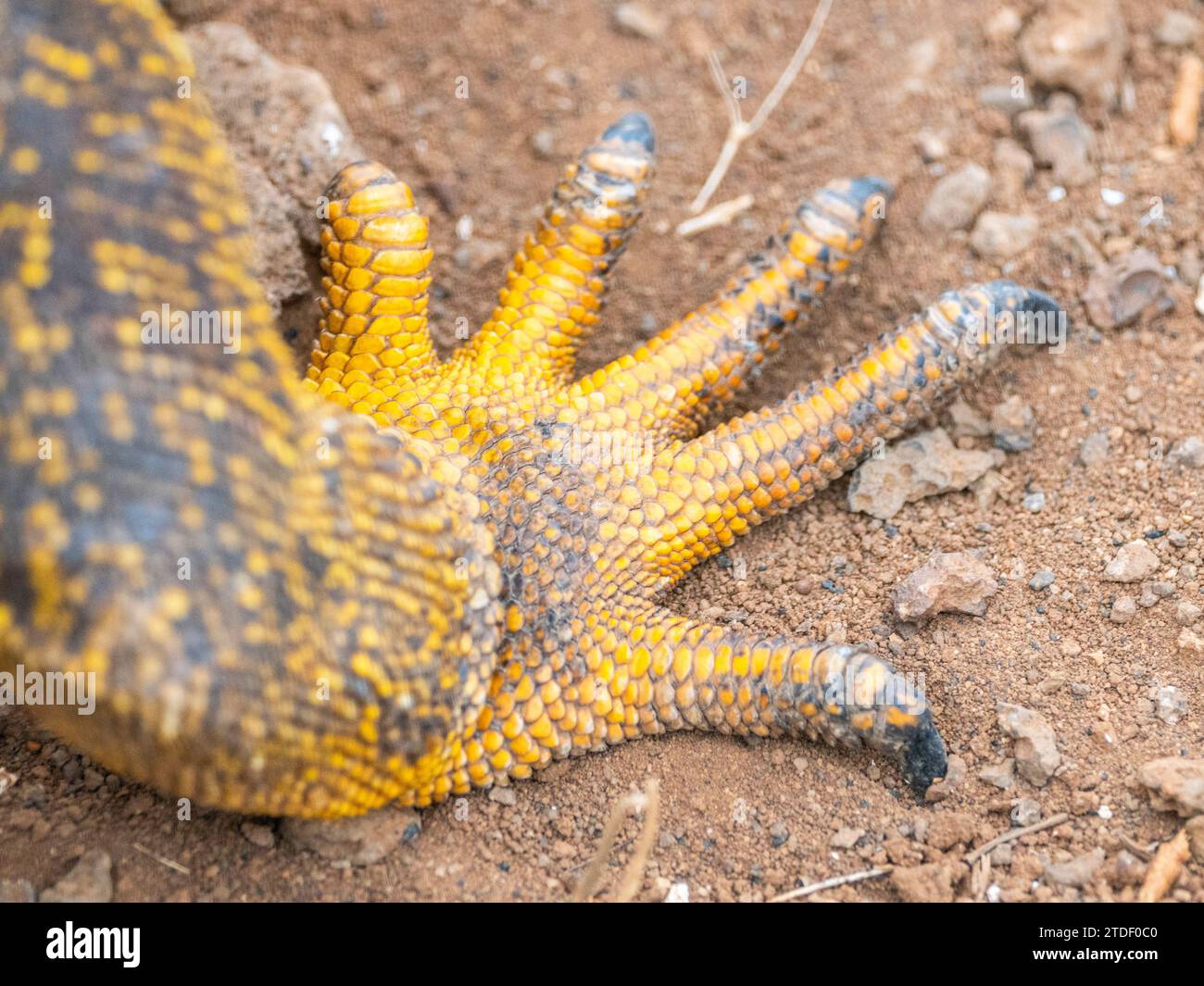Primo piano dei piedi di un'iguana di terra adulta delle Galapagos (Conolophus subcristatus), dettaglio dei piedi, sull'isola North Seymour, Isole Galapagos Foto Stock