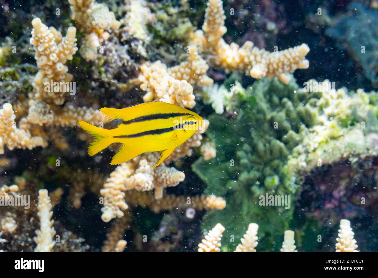 Una giovane damigella indo-pacifica dalla coda gialla (Neoglyphidodon nigroris), sulla barriera corallina al largo dell'isola di Bangka, Indonesia, Sud-est asiatico Foto Stock