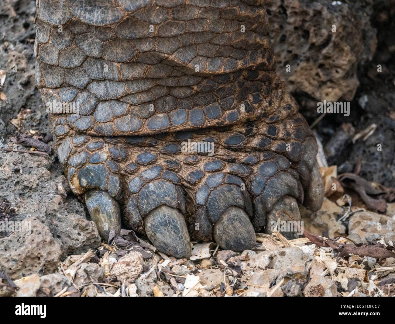 Primo piano dei piedi della tartaruga gigante prigioniera delle Galapagos (Chelonoidis spp), Charles Darwin Research Station Foto Stock