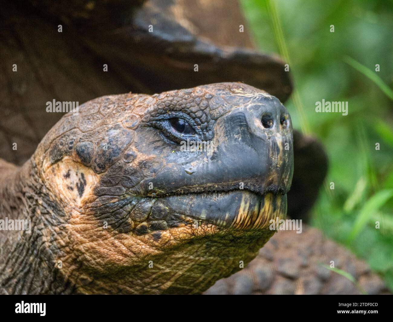 Tartaruga gigante selvatica delle Galapagos (Chelonoidis spp), trovata a Rancho Manzanillo, Isola di Santa Cruz, Isole Galapagos, sito patrimonio dell'umanità dell'UNESCO, Ecuador Foto Stock