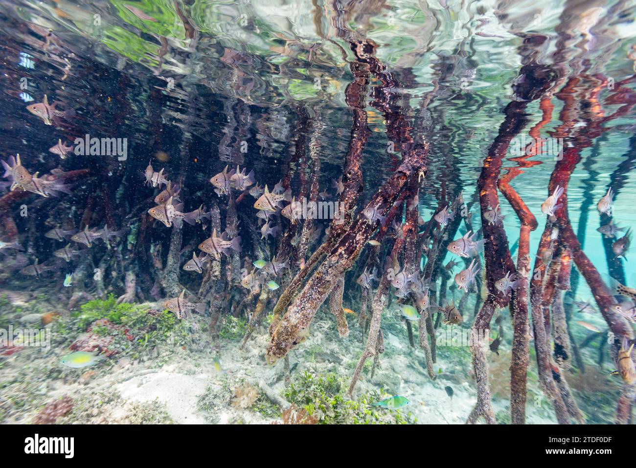 Una scuola di pesci cardinali orbicolari (Sphaeramia orbicularis), nelle mangrovie al largo dell'isola di Wohof, Raja Ampat, Indonesia, Sud-est asiatico Foto Stock