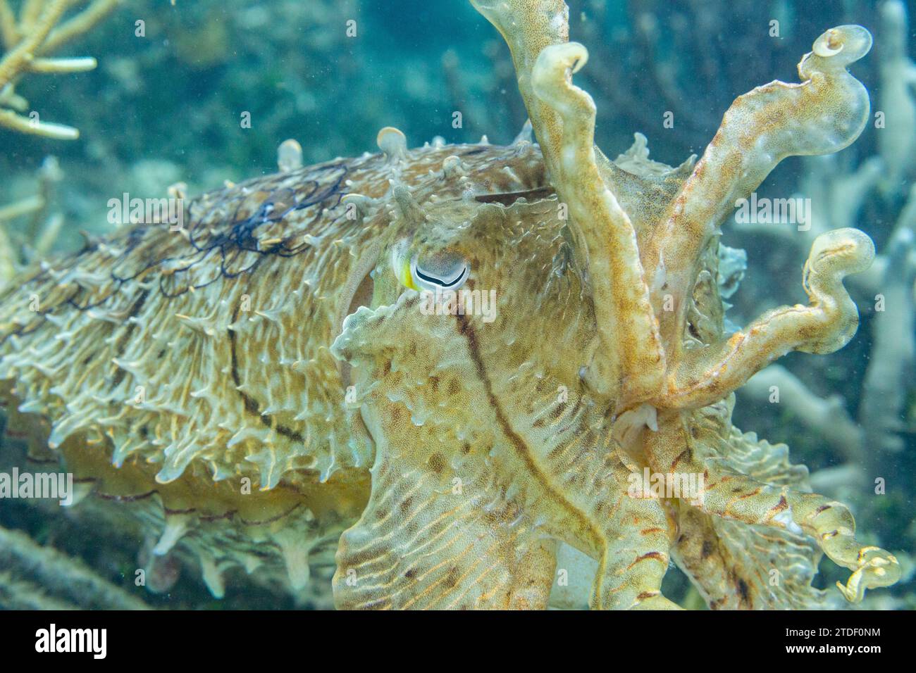 Un broadclub per adulti di seppia (Sepia latimanus), al largo della barriera corallina sull'isola di Bangka, vicino a Manado, Indonesia, Sud-Est asiatico Foto Stock