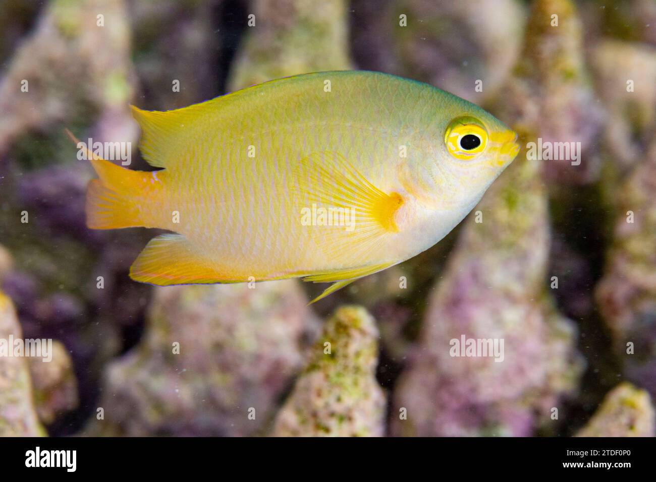 Una damigella al limone adulta (Pomacentrus moluccensis), sulla barriera corallina al largo dell'isola Kawe, Raja Ampat, Indonesia, Sud-Est asiatico Foto Stock