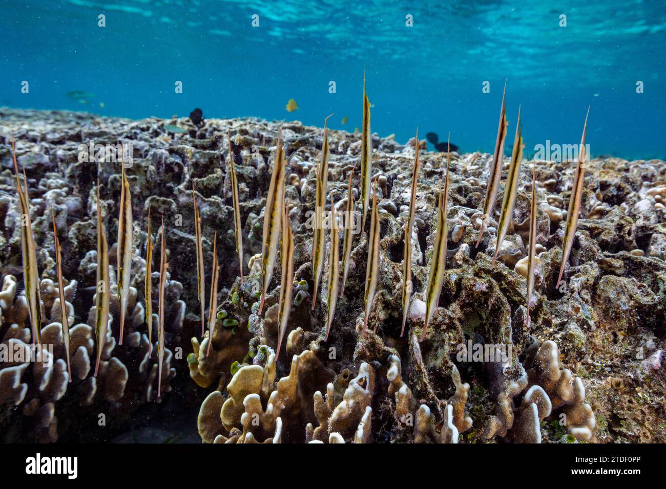 Una scuola di pesci rasoio articolati (Aeoliscus strigatus), nella loro solita formazione head down, al largo dell'isola di Bangka, Indonesia, Sud-est asiatico, Asia Foto Stock