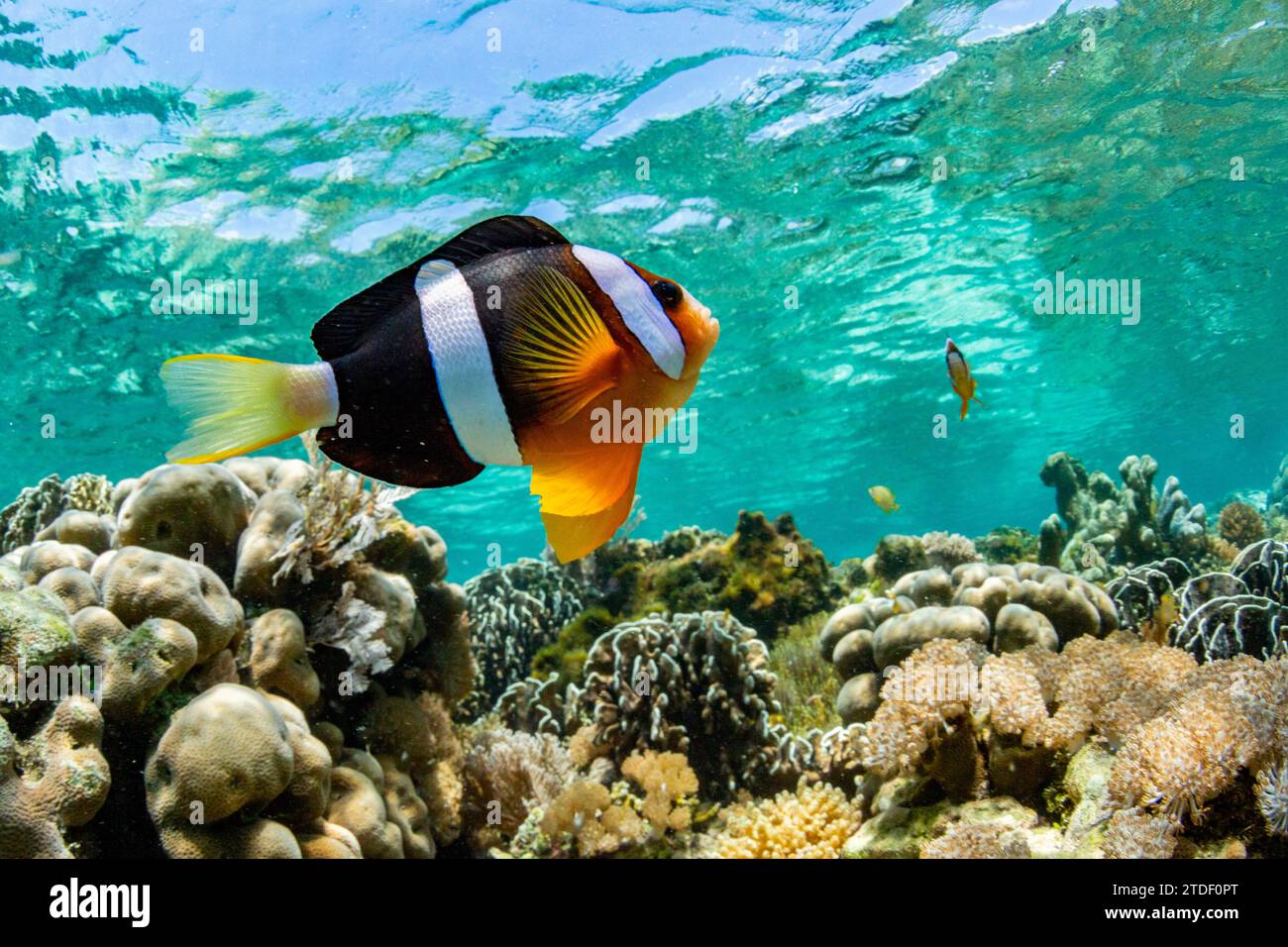 Un pesce anemone Clarks adulto (Amphiprion clarkii) che nuota sulla barriera corallina vicino all'isola di Bangka, Indonesia, Sud-est asiatico, Asia Foto Stock