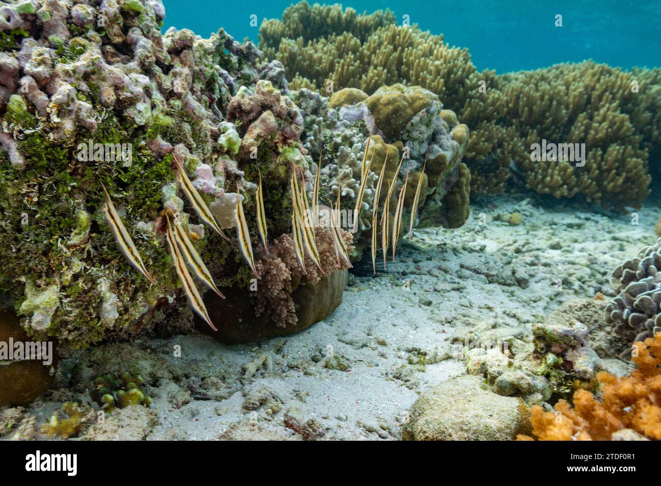 Una scuola di pesci rasoio articolati (Aeoliscus strigatus) nella loro solita formazione head down, al largo dell'isola di Bangka, Indonesia, Sud-est asiatico, Asia Foto Stock