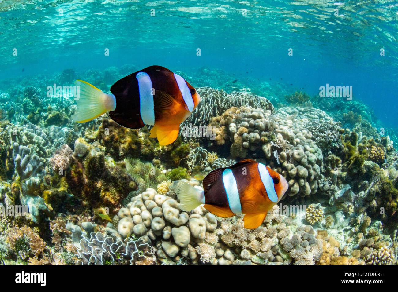 Un pesce anemone Clarks adulto (Amphiprion clarkii) che nuota sulla barriera corallina vicino all'isola di Bangka, Indonesia, Sud-est asiatico, Asia Foto Stock