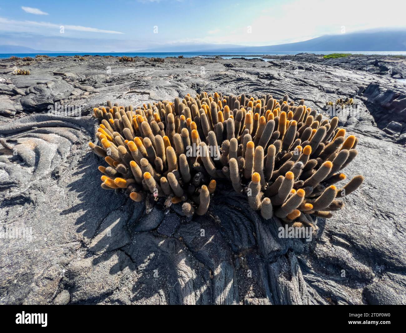Cactus lavico (Brachycereus nesioticus), nel campo lavico di pahoehoe sull'isola di Fernandina, nelle isole Galapagos, sito patrimonio dell'umanità dell'UNESCO, Ecuador Foto Stock