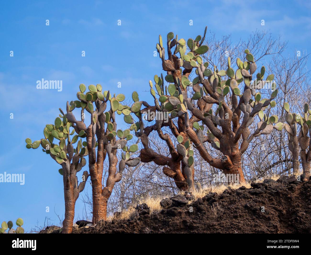 Opuntia Cactus (Opuntia galapageia), Buccaneer Cove, Isola di Santiago, Isole Galapagos, sito patrimonio dell'umanità dell'UNESCO, Ecuador, Sud America Foto Stock