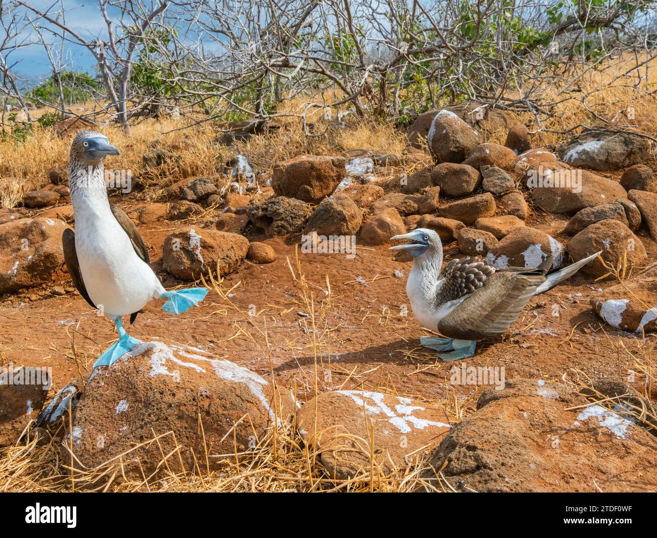Adulti: Sula nebouxii (Blue Footed boobies) si abbinano all'uovo sull'isola North Seymour, sulle isole Galapagos, sito patrimonio dell'umanità dell'UNESCO, Ecuador, Sud America Foto Stock