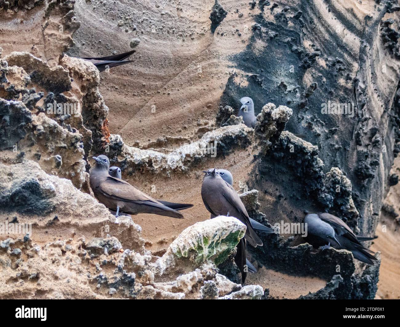 Noddie marroni adulti (Anous stolidus), su affioramenti rocciosi sull'isola di Isabela, sulle isole Galapagos, sito patrimonio dell'umanità dell'UNESCO, Ecuador, Sud America Foto Stock