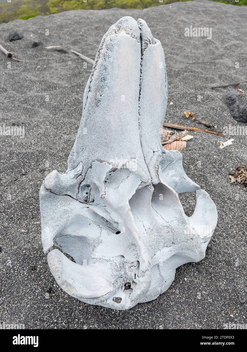 Cranio di una balena pilota a pinna corta (Globicephala Macrorhynchus), Urbina Beach, Isabela Island, Galapagos Islands, sito patrimonio dell'umanità dell'UNESCO Foto Stock