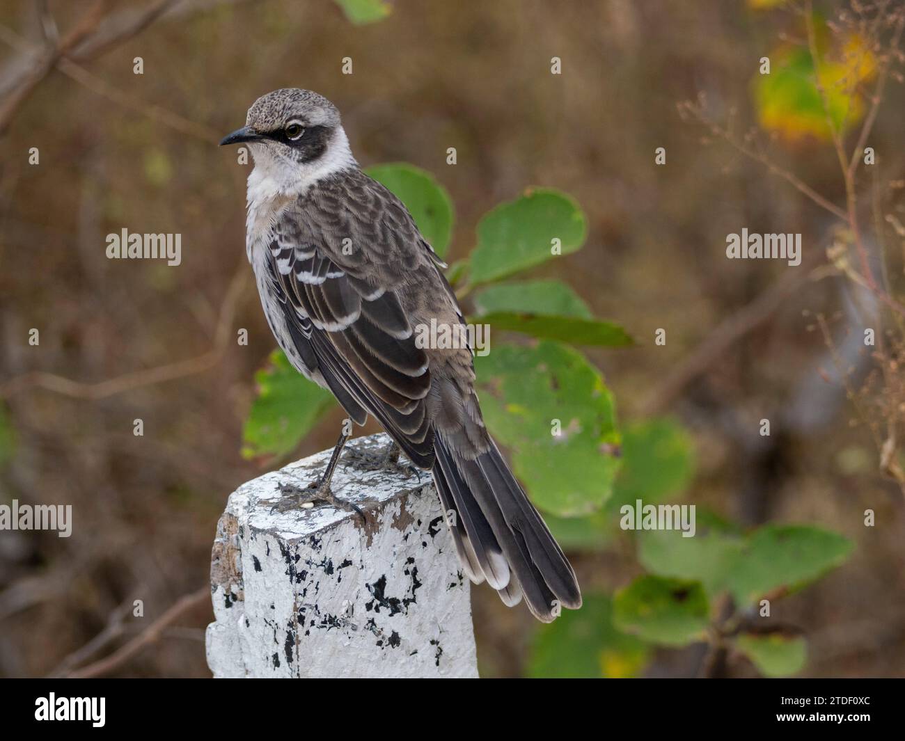 Adulti: mockingbird delle Galapagos (Mimus parvulus), nella baia di Urbina, nell'isola di Isabela, nelle isole Galapagos, sito patrimonio dell'umanità dell'UNESCO, in Ecuador, Sud America Foto Stock