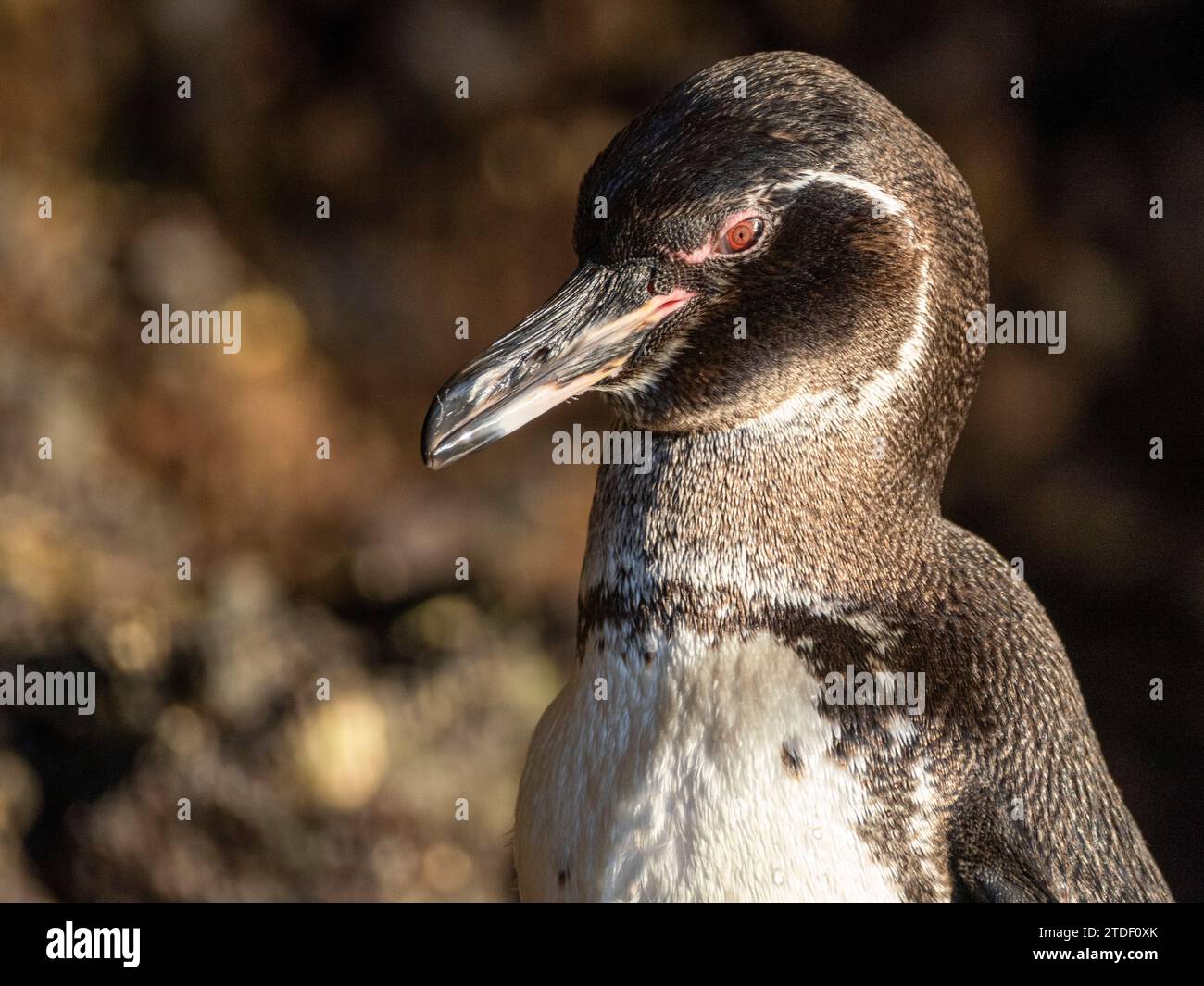 Un pinguino adulto delle Galapagos (Spheniscus mendiculus), sulle rocce della Baia di Urbina, delle Isole Galapagos, sito patrimonio dell'umanità dell'UNESCO, Ecuador, Sud America Foto Stock