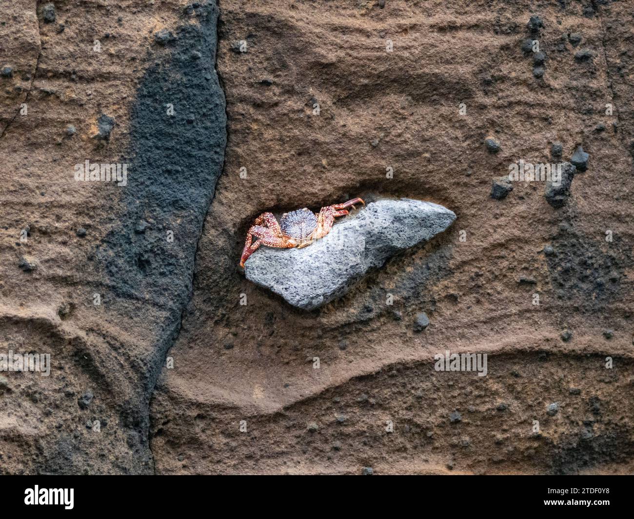 Una muta sally lightfoot su una bomba piroclastica nel tufo eruttivo sull'isola Isabela, le isole Galapagos, sito patrimonio dell'umanità dell'UNESCO, Ecuador Foto Stock