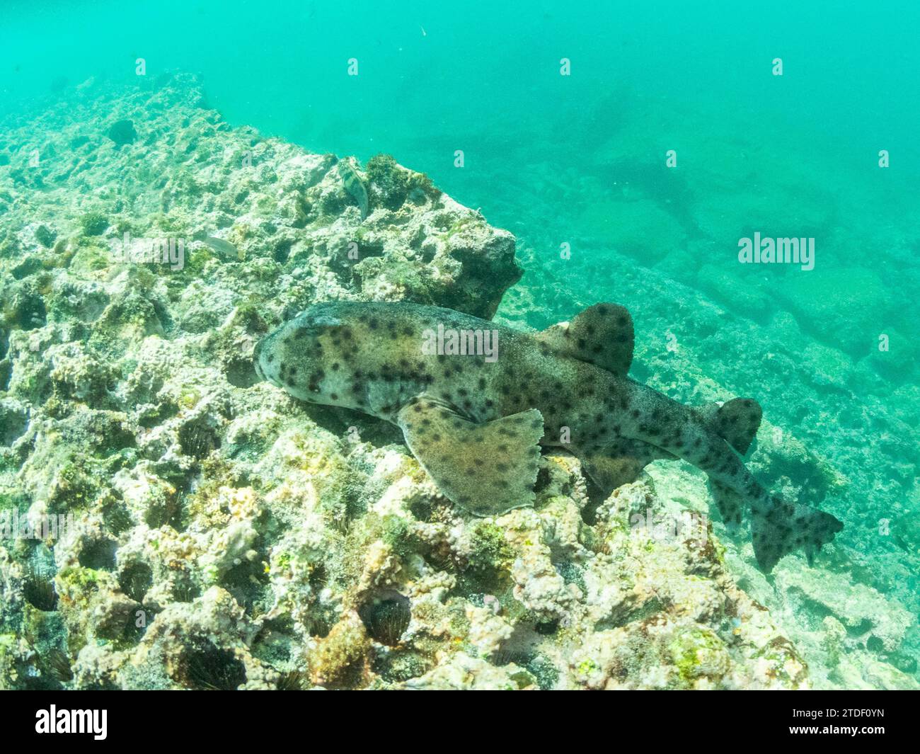 Uno squalo bullhead delle Galapagos adulto (Heterodontus quoyi), Buccaneer Cove, Isola di Santiago, Isole Galapagos, sito patrimonio dell'umanità dell'UNESCO, Ecuador Foto Stock